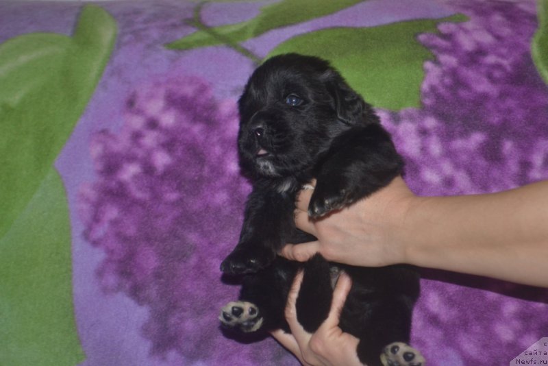 Фото: ньюфаундленд Люк Скайвокер