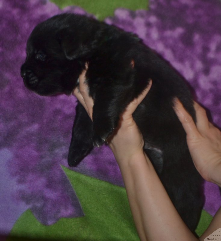 Фото: ньюфаундленд Люк Скайвокер