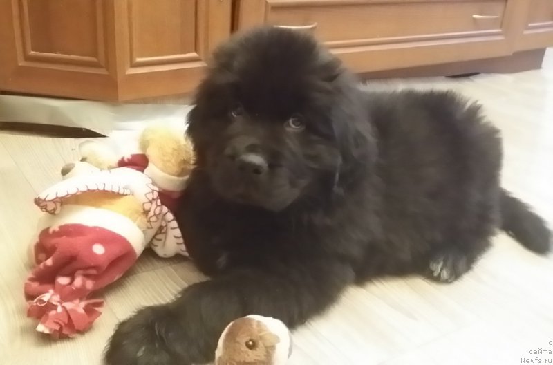 Фото: ньюфаундленд Ланкастер