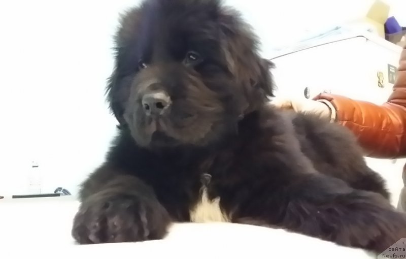 Фото: ньюфаундленд Ланкастер