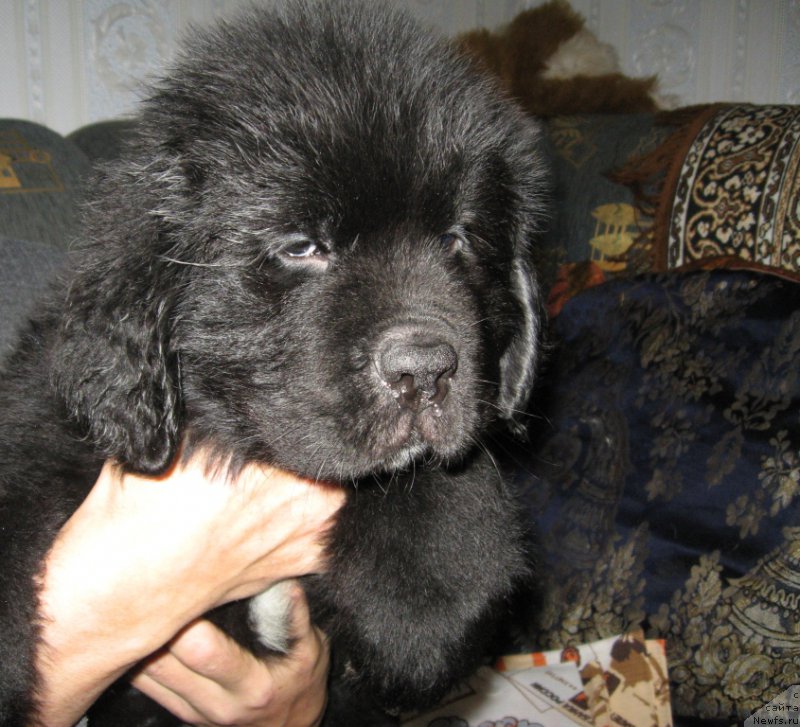 Фото: ньюфаундленд Люк Скайвокер