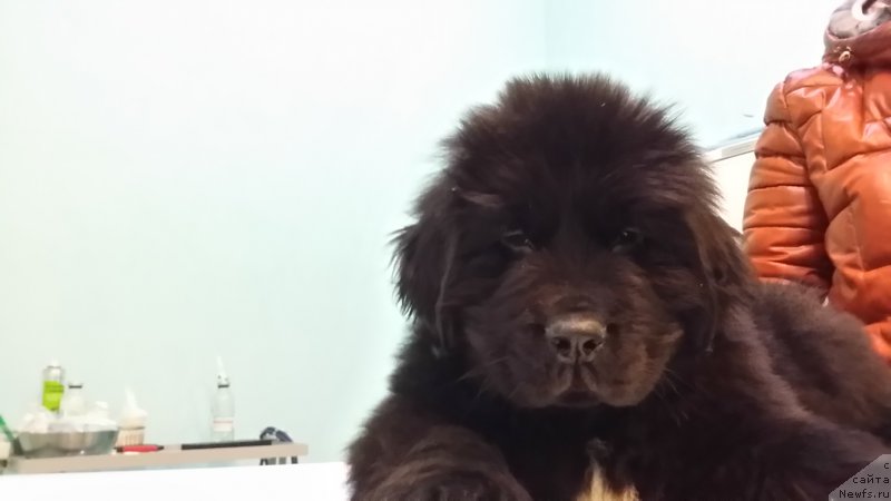 Фото: ньюфаундленд Ланкастер