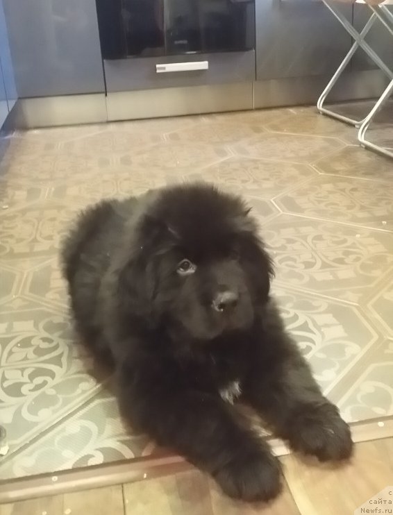 Фото: ньюфаундленд Ланкастер