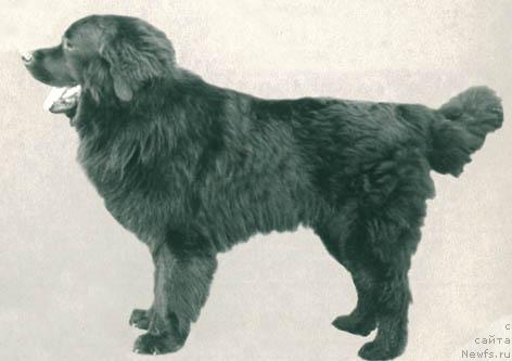 Фото: ньюфаундленд Реар Вильбаг