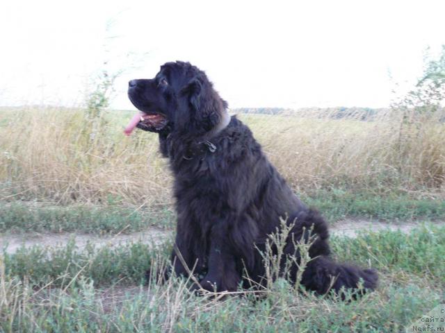 Фото: ньюфаундленд Берта (Berta)