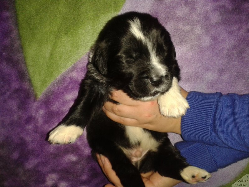 Фото: ньюфаундленд Лекс Красавчик