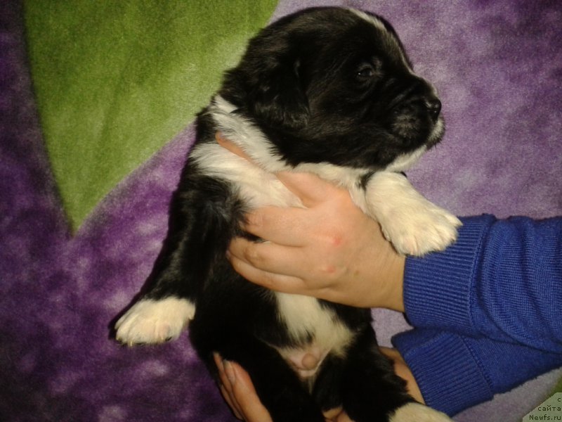 Фото: ньюфаундленд Лекс Красавчик