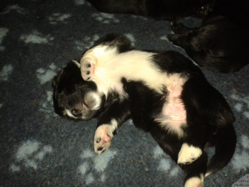 Фото: ньюфаундленд Лекс Красавчик