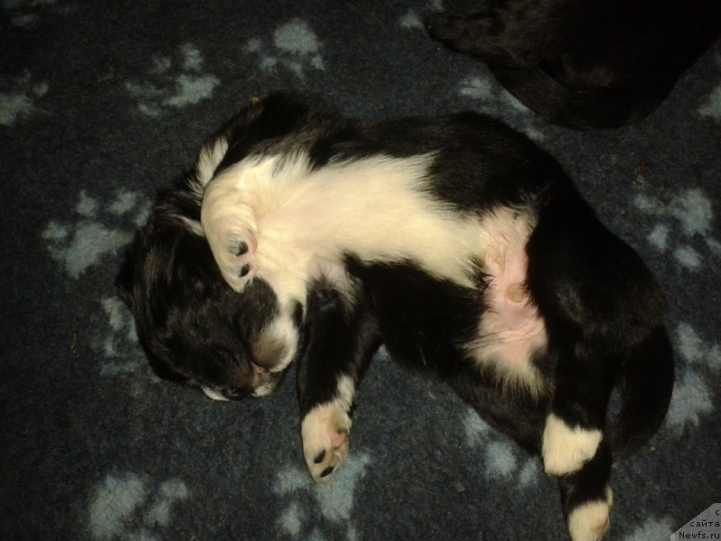 Фото: ньюфаундленд Лекс Красавчик