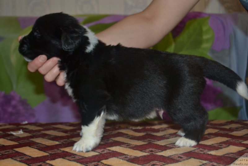 Фото: ньюфаундленд Лекс Красавчик