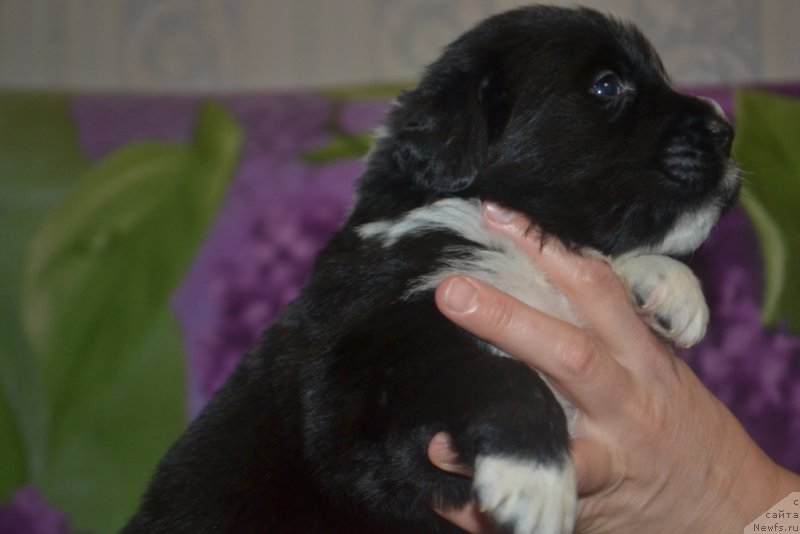 Фото: ньюфаундленд Лекс Красавчик