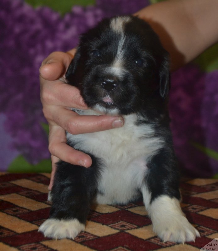 Фото: ньюфаундленд Лекс Красавчик