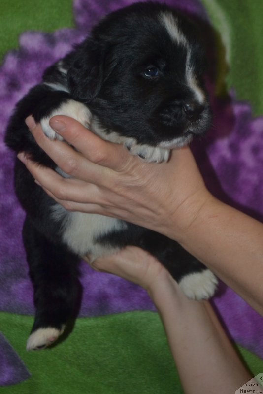 Фото: ньюфаундленд Лекс Красавчик