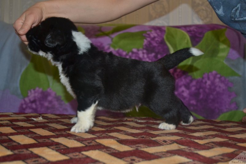 Фото: ньюфаундленд Лекс Красавчик