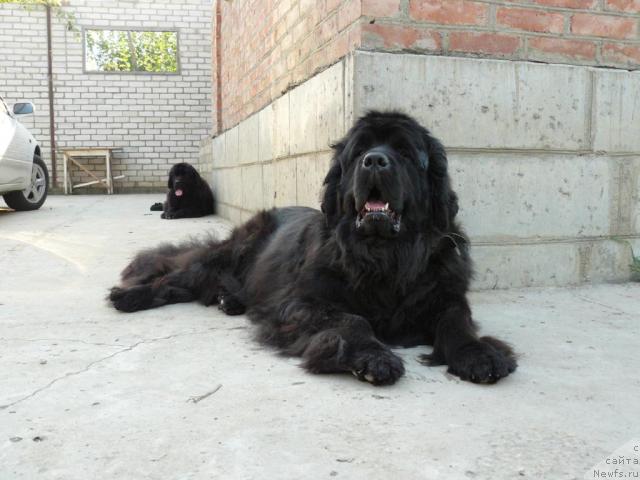 Фото: ньюфаундленд Берта (Berta)