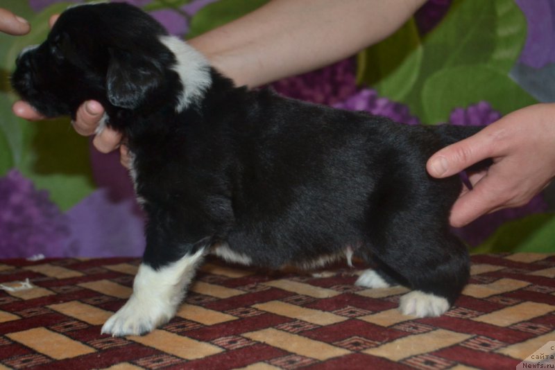 Фото: ньюфаундленд Лекс Красавчик