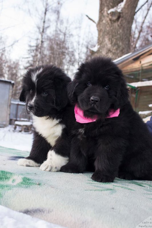 Фото: ньюфаундленд Лекс Красавчик, ньюфаундленд Лейси Лу