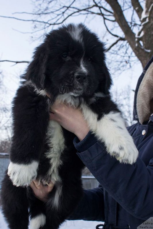 Фото: ньюфаундленд Лекс Красавчик