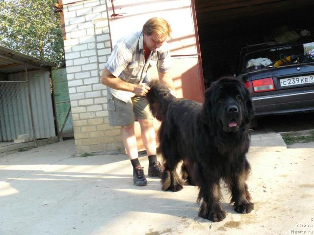 Фото: Алексей Заваруев, ньюфаундленд Берта (Berta)