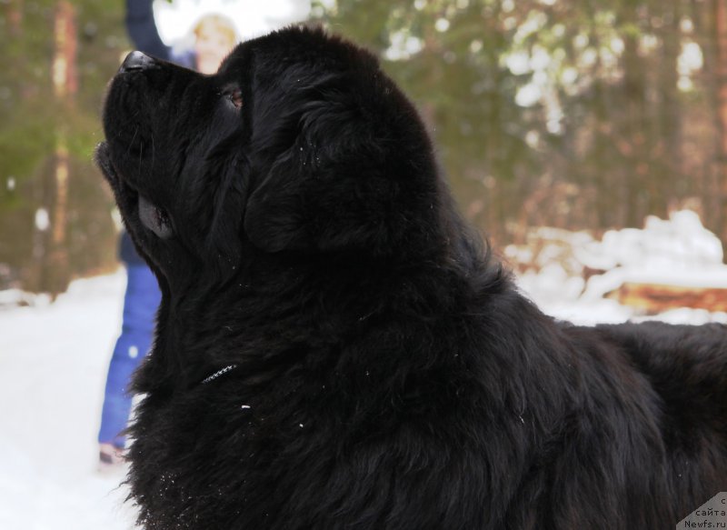 Фото: ньюфаундленд Cristalmar Cadeaux de Noel