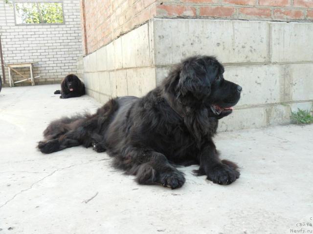 Фото: ньюфаундленд Берта (Berta)