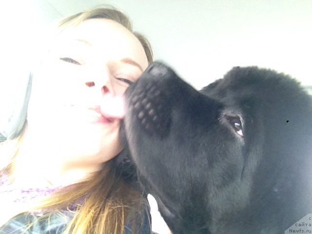 Фото: Татьяна Агишева, ньюфаундленд Басня с Берега Дона (Basnja s Berega Dona)