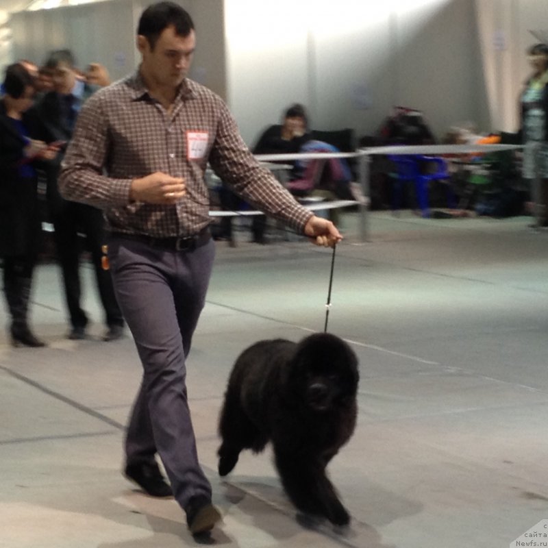 Фото: ньюфаундленд Басня с Берега Дона (Basnja s Berega Dona)