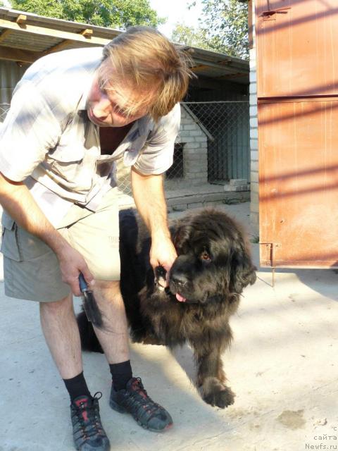 Фото: Алексей Заваруев, ньюфаундленд Берта (Berta)