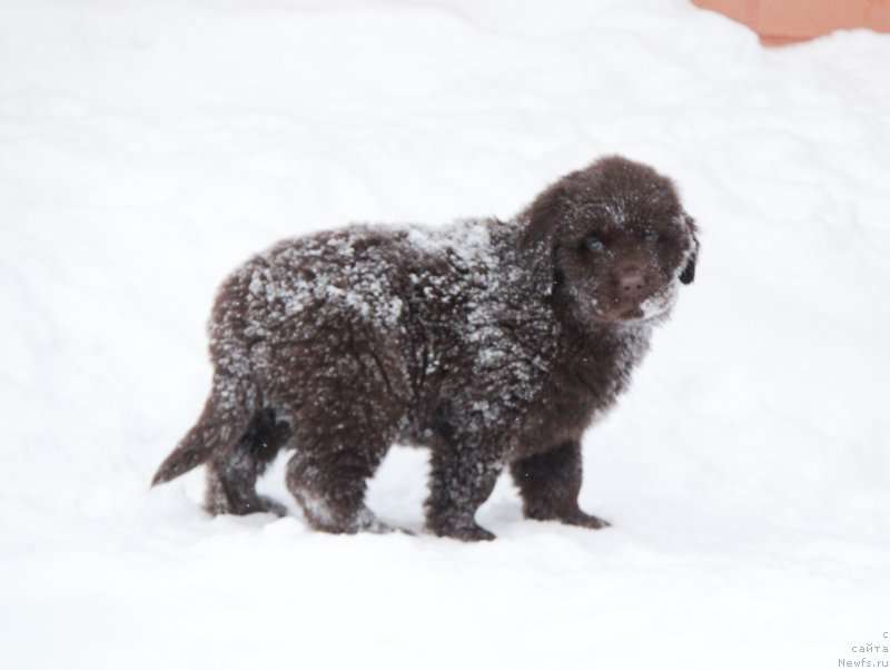 Фото: ньюфаундленд Акватория Келвин Хармони Ред Лэйбл (Aquatoriya Kelvin Harmony Red Lable)