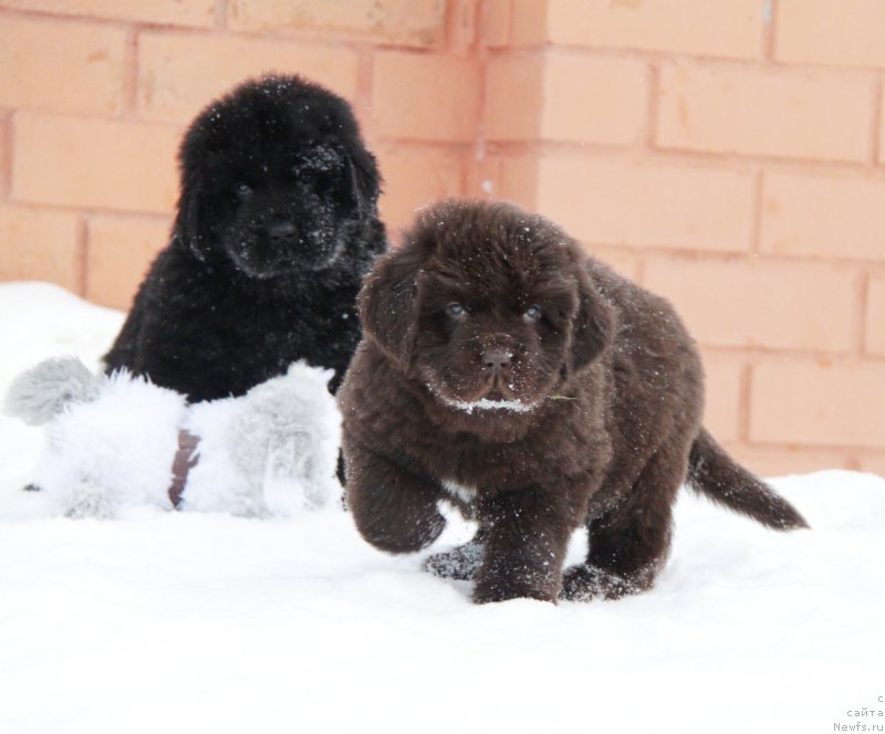 Фото: ньюфаундленд Акватория Келвин Хармони Ред Лэйбл (Aquatoriya Kelvin Harmony Red Lable)