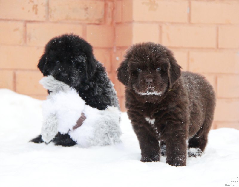 Фото: ньюфаундленд Акватория Келвин Хармони Ред Лэйбл (Aquatoriya Kelvin Harmony Red Lable)