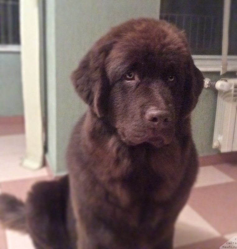 Фото: ньюфаундленд Браунблад МСК Хэппи Тедди (Brownblood MSK Happy Teddy)