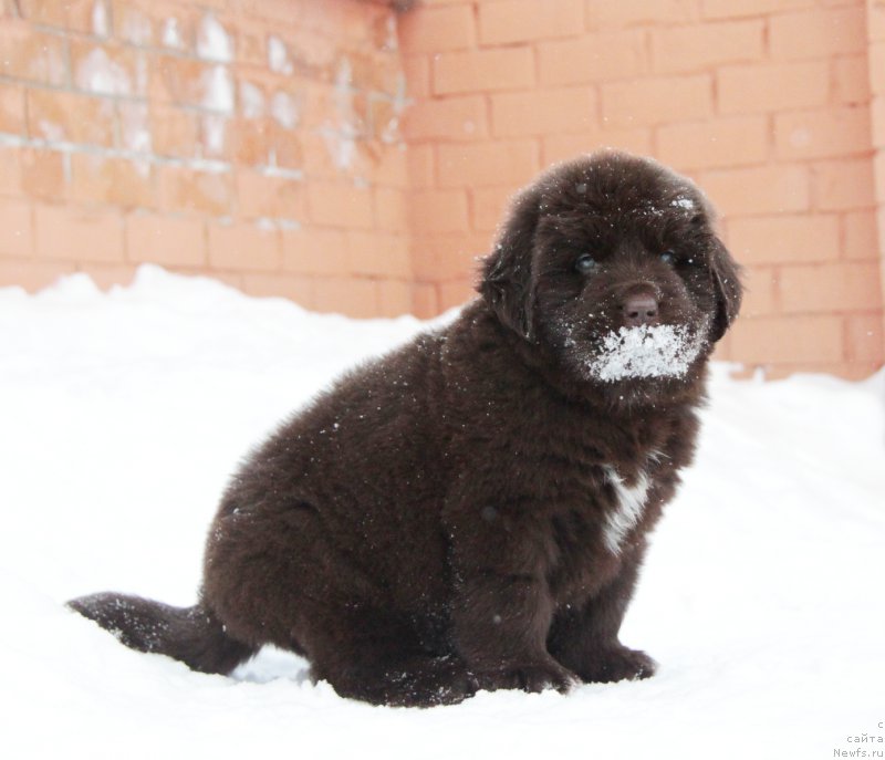 Фото: ньюфаундленд Акватория Келвин Хармони Ред Лэйбл (Aquatoriya Kelvin Harmony Red Lable)