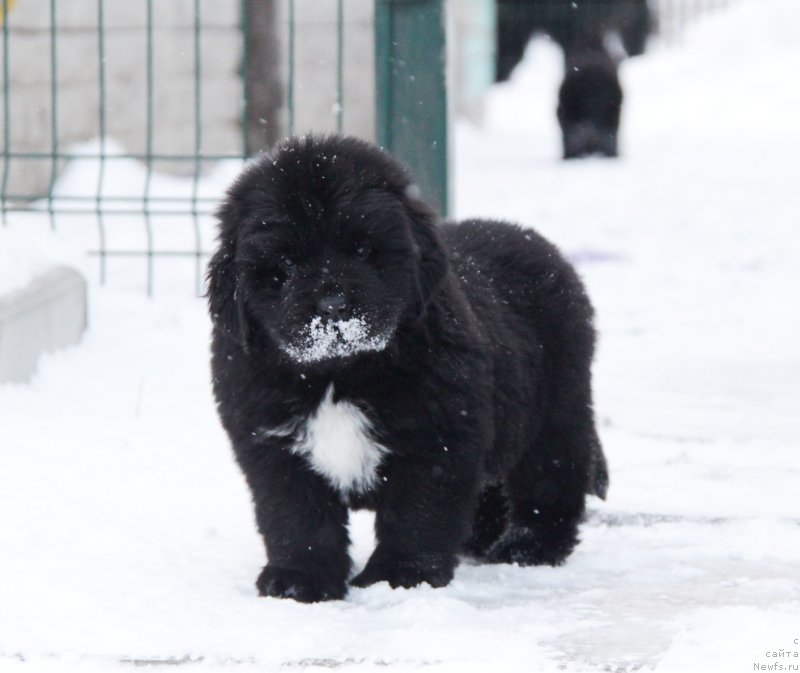 Фото: ньюфаундленд Акватория Келвин Хармони Ред Лэйбл (Aquatoriya Kelvin Harmony Red Lable)
