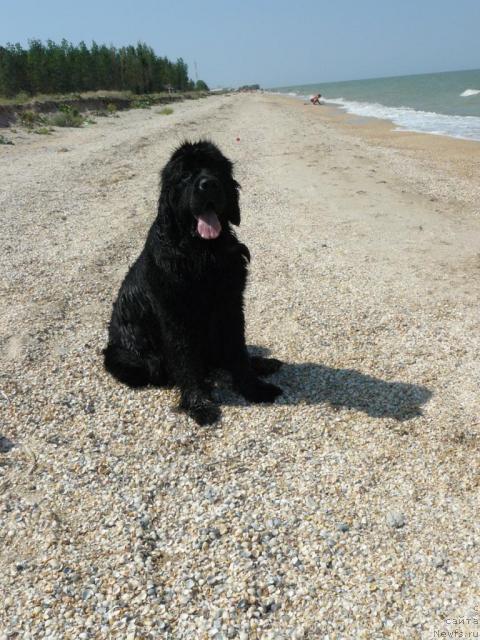 Фото: ньюфаундленд Берта (Berta)