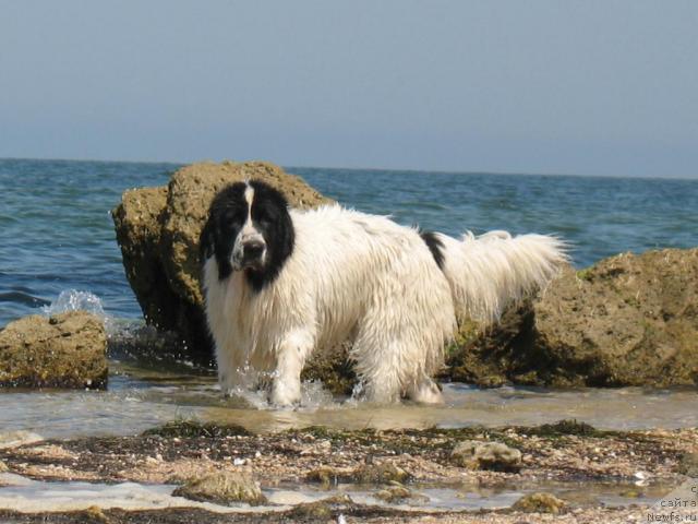 Фото: ньюфаундленд Шедоу из Уникальной Коллекции