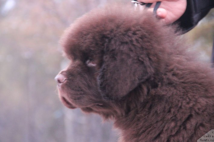Фото: ньюфаундленд Гвардеец с Берега Дона (Gvardeec s Berega Dona)