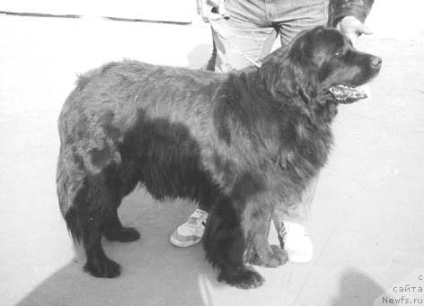 Фото: ньюфаундленд Егю Гринда