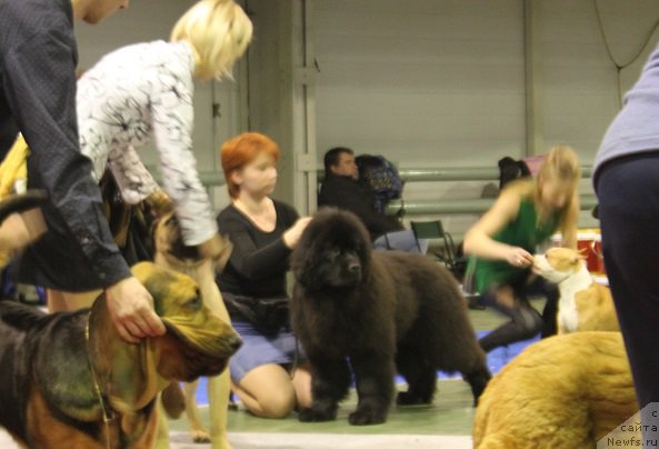 Фотография № 174904