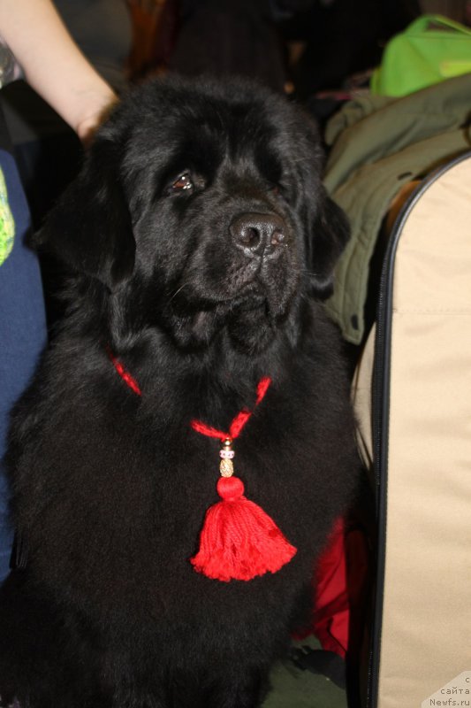 Фото: ньюфаундленд Лепесток Лилии