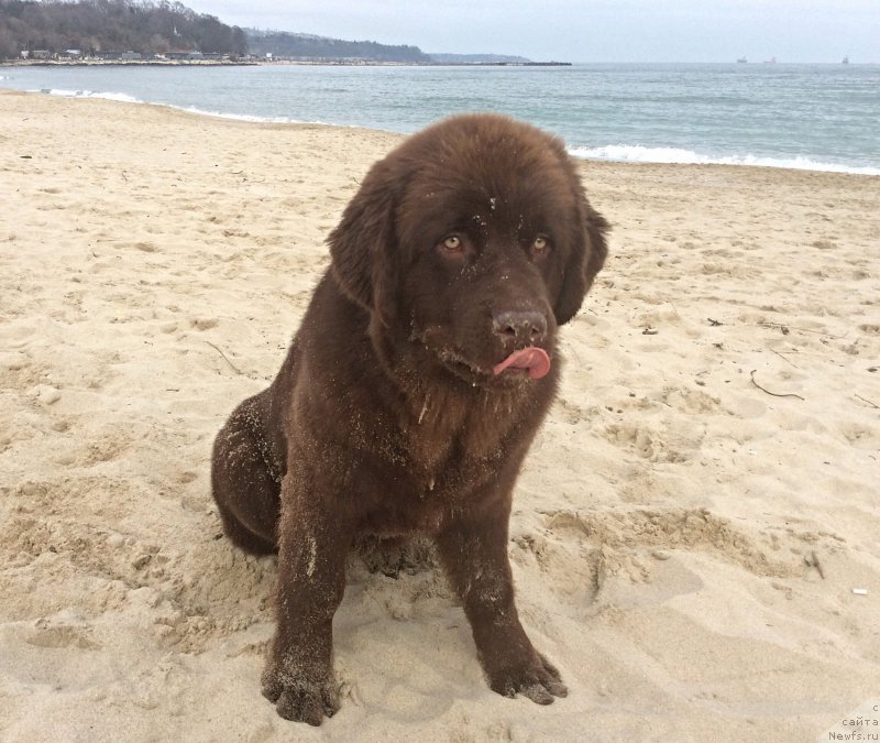 Фото: ньюфаундленд Браунблад МСК Хэппи Тедди (Brownblood MSK Happy Teddy)