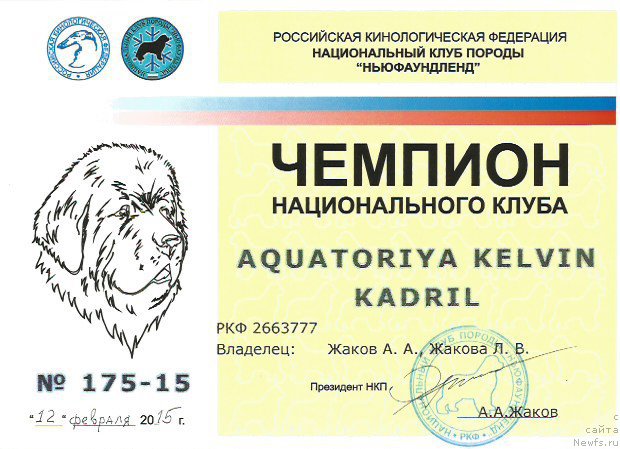 Фото: ньюфаундленд Акватория Келвин Кадриль (Aquatoriya Kelvin Kadril)