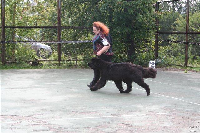 Фото: ньюфаундленд Skippers Open Arms