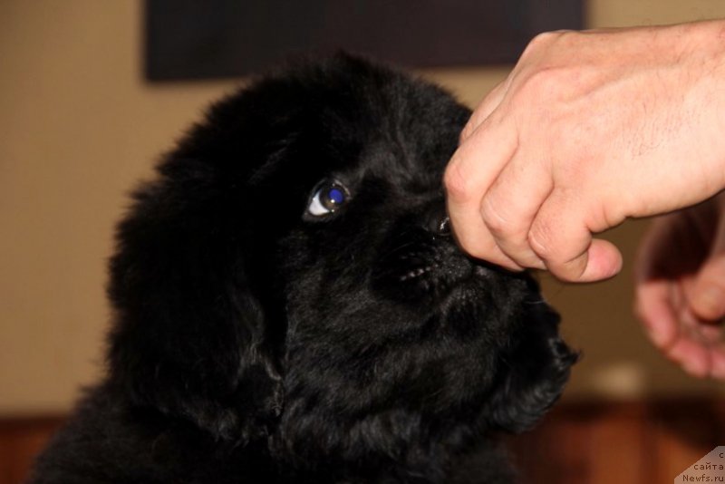 Фото: ньюфаундленд Аллегро Кон Брио Династия Совершенства (Allegro Con Brio Dinastiya Soverchenstva), ньюфаундленд Angel Khranitel Vernon