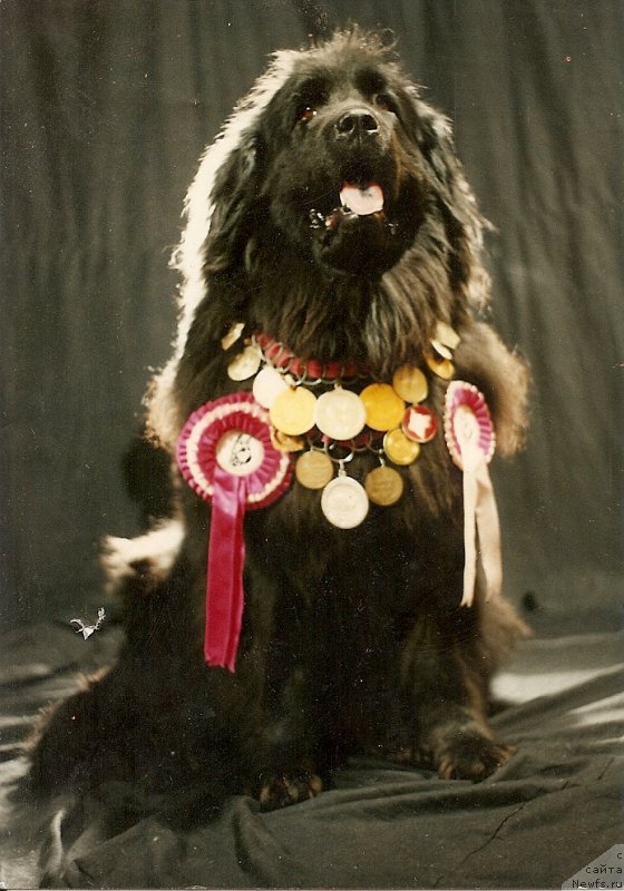 Фото: ньюфаундленд Зее Рута Айн Ант