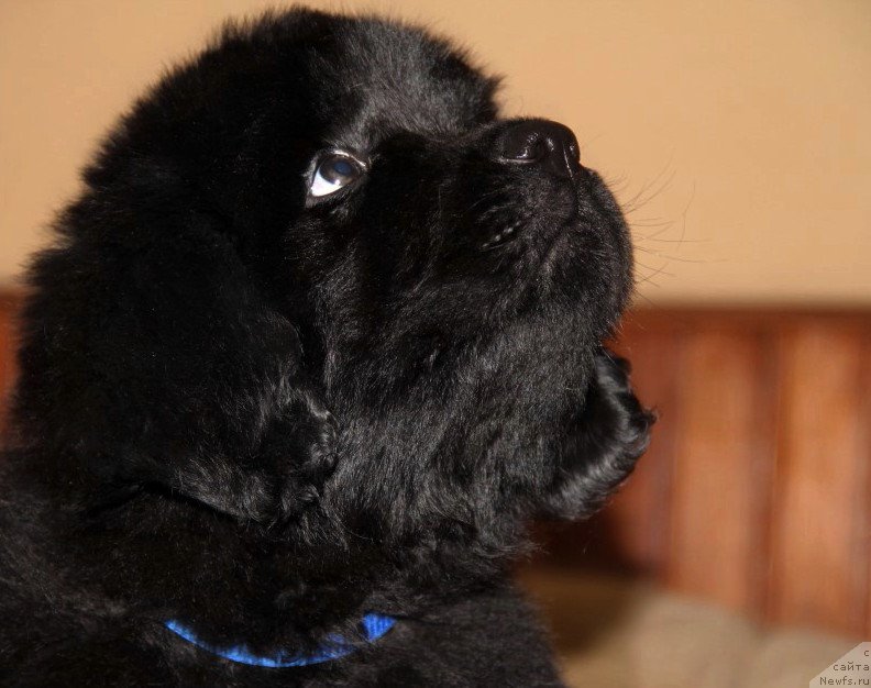 Фото: ньюфаундленд Аллегро Кон Брио Династия Совершенства (Allegro Con Brio Dinastiya Soverchenstva), ньюфаундленд Angel Khranitel Vernon