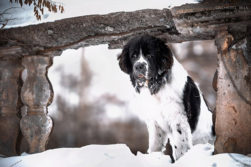 Фотография № 174972