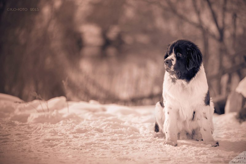 Фото: ньюфаундленд Маг Исполин Оби-Ван Кеноби