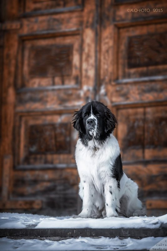 Фото: ньюфаундленд Маг Исполин Оби-Ван Кеноби