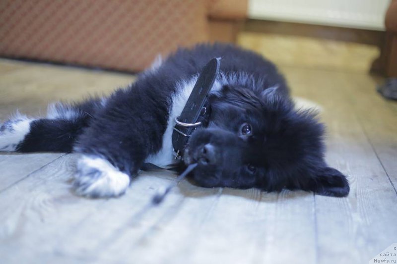 Фотография № 174977